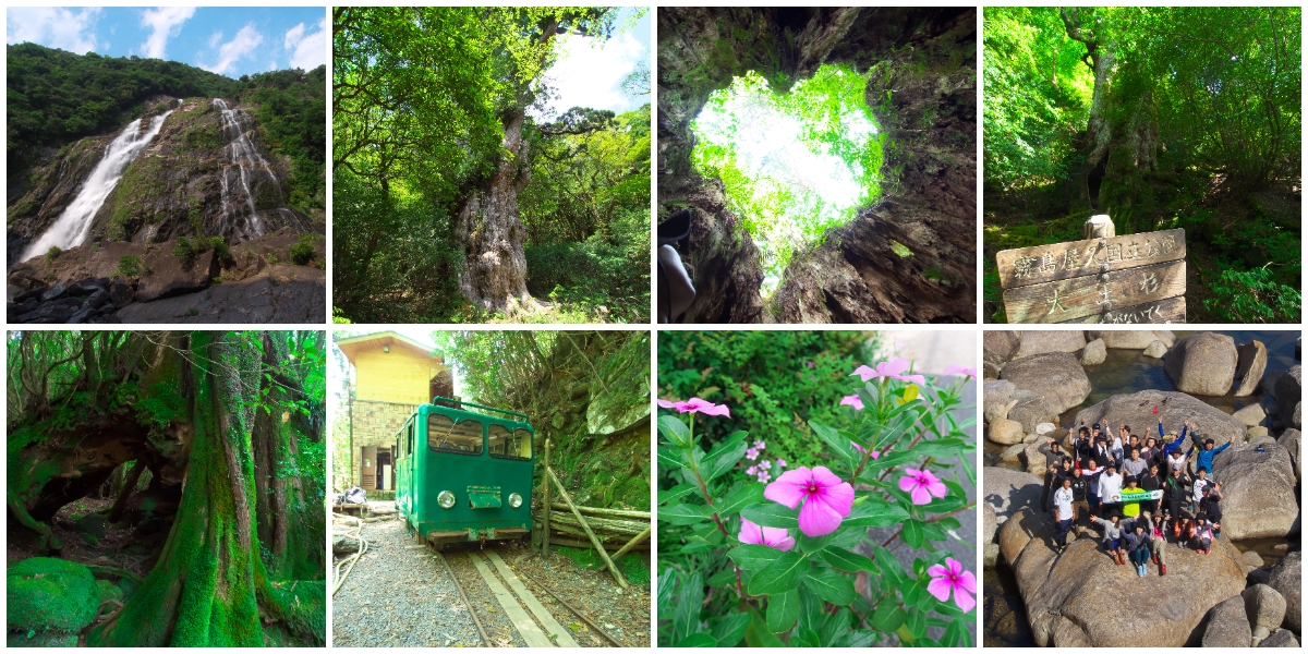 平成26年度　社員旅行（鹿児島県･屋久島）